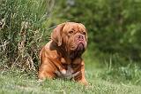 DOGUE DE BORDEAUX 098